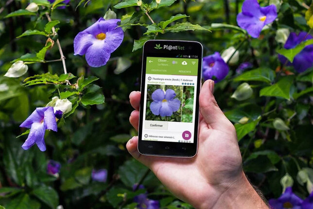 Apprendre à reconnaître les plantes