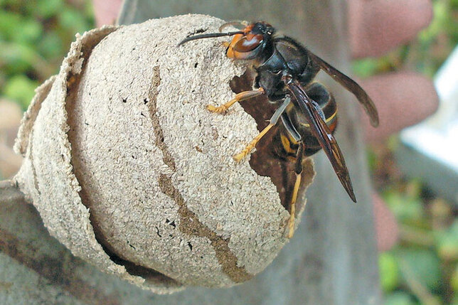 Nids de frelons asiatiques